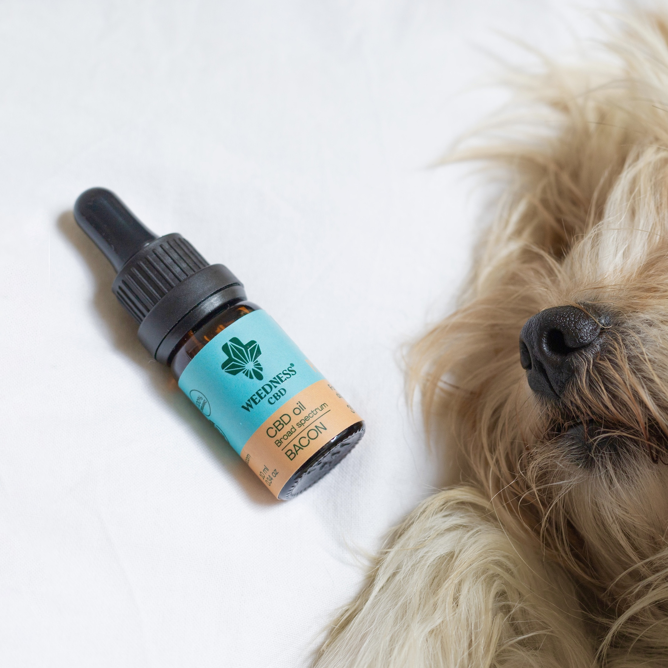 Aceite CBD 3% Perros pequeños | Bacon 10ml 3 Aceite CBD 3% Perros pequeños | Bacon 10ml - Imagen 3