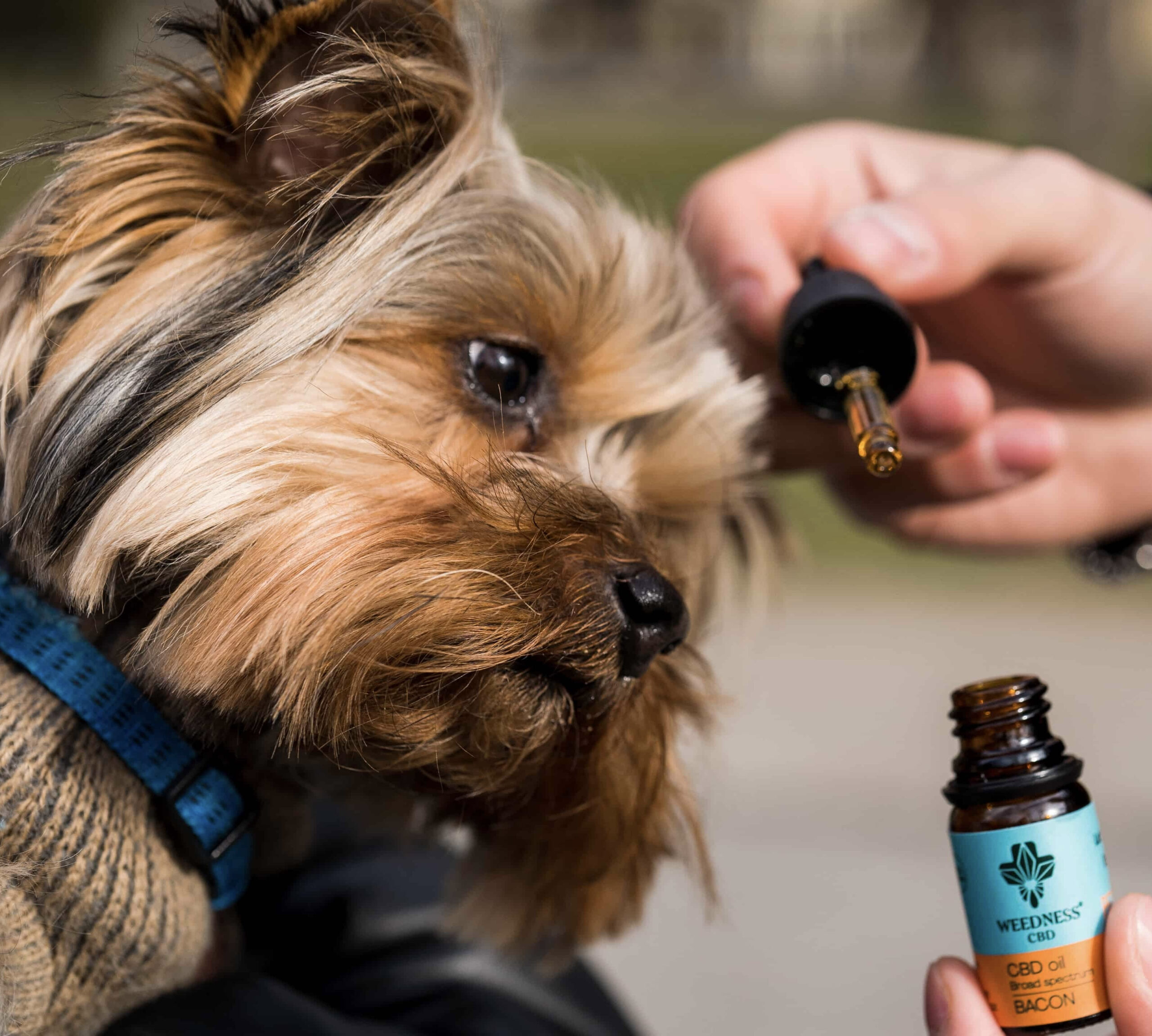 Aceite CBD 3% Perros pequeños | Bacon 10ml 2 Aceite CBD 3% Perros pequeños | Bacon 10ml - Imagen 2