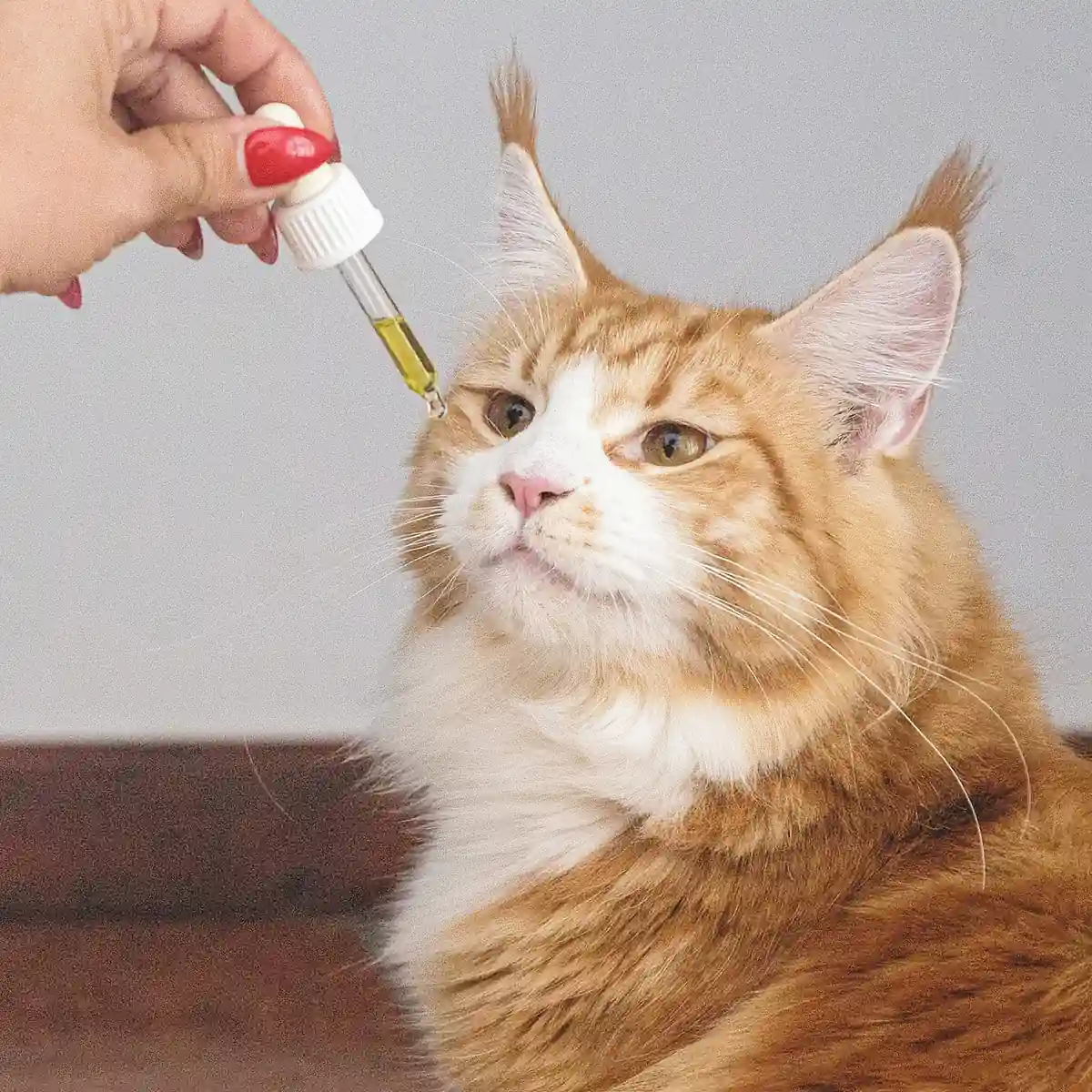 cats oil cbd aceite cbd para gatos