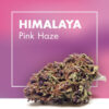 HIMALAYA Pink Haze 2gr by Cannactiva - Imagen 3